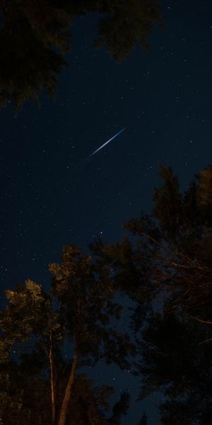 Enchanting 4K phone wallpaper featuring a starry night sky and trees