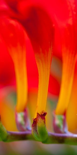 Phone wallpaper: Nature, Flowers, Flower, Macro, Earth free download