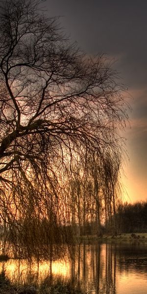 Phone wallpaper: Scenic, Water, Tree, Earth, Sunset free download
