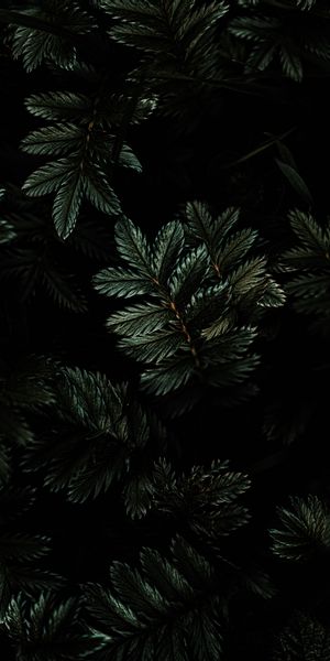 Ultra HD Dark Green Leaves Wallpaper for Your Mobile Device