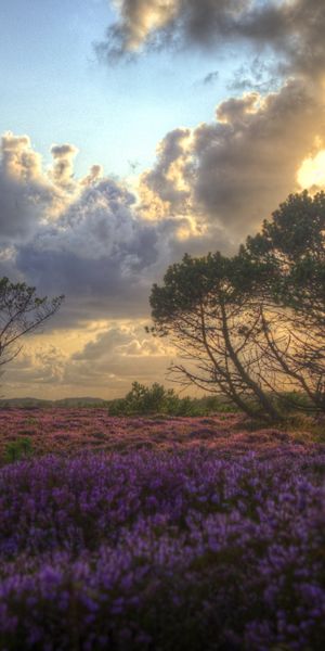 Phone wallpaper: Landscape, Flower, Earth, Cloud free download