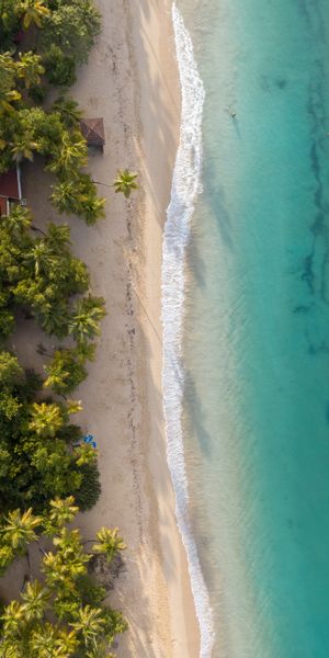 Aerial View of a Tropical Beach with Lush Palms
