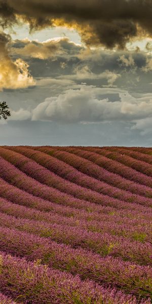 Phone wallpaper: Nature, Flowers, Summer, Earth, Field, Cloud, Lavender free download