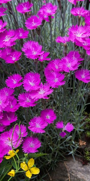Phone wallpaper: Nature, Flowers, Flower, Earth, Stone, Pink Flower free download