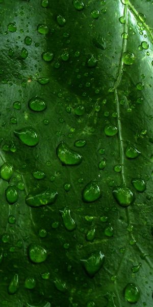 Beautiful Green Leaf with Raindrops - Perfect Nature Wallpaper