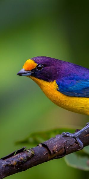 Phone wallpaper: Nature, Birds, Bird, Blur, Close Up, Branch, Animal free download