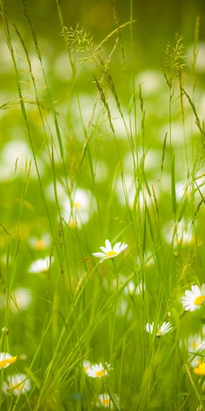 Phone wallpaper: Nature, Summer, Flower, Blur, Earth, Meadow, White Flower free download