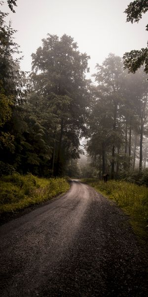 Phone wallpaper: Trees, Grass, Forest, Fog, Turn, Road, Nature free download