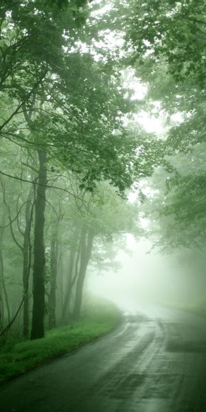 Phone wallpaper: Trees, Landscape, Roads free download