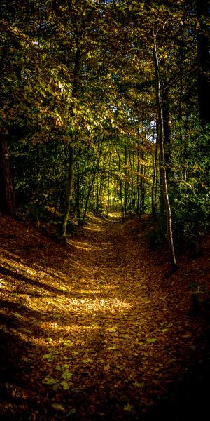 Serene Autumn Forest Path - 4K Phone Wallpaper for Nature Lovers