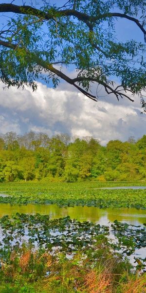 Phone wallpaper: Swamp, Rivers, Trees, Grass, Nature free download