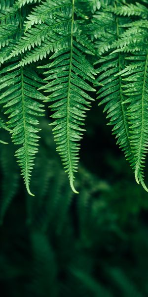 Vibrant 4K Phone Wallpaper Featuring Lush Green Fern Leaves in Nature