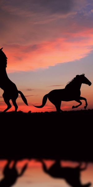 Majestic Horse Silhouettes Against a Vibrant Sunset