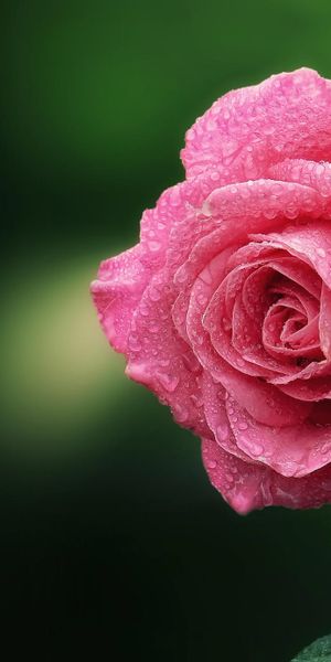 Beautiful macro rose wallpaper featuring dew drops, perfect for phone backgrounds