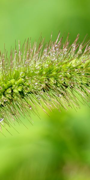 Vibrant Close-Up of Green Grass with Water Drops - 4K Wallpaper