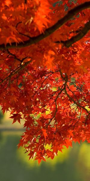Captivating Fall Trees Wallpaper: Nature's Beauty for Your Phone