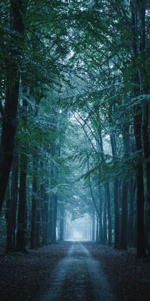 Phone wallpaper: Trees, Forest, Path, Trail, Nature free download