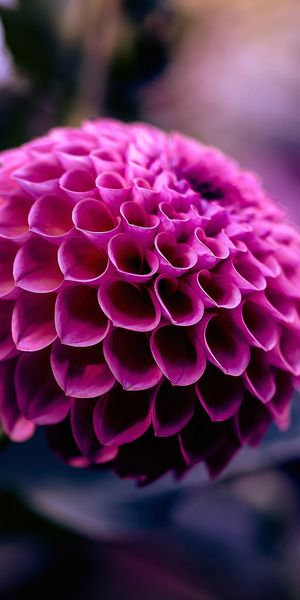 Phone wallpaper: Dahlia, Purple Flower, Blur, Flowers, Nature, Flower, Earth free download