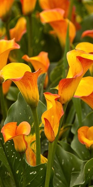 Vibrant Yellow Calla Lilies in a Flower Bed