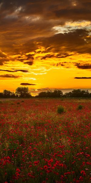 Breathtaking Sunset Over a Field of Poppies
