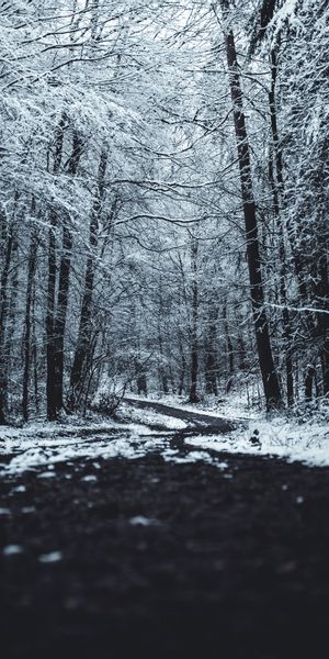 Winter Forest Path Surrounded by Snowy Trees