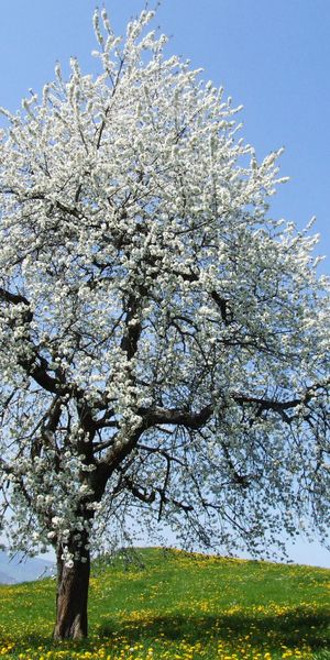 Captivating iPhone Wallpaper Featuring a Blooming Tree in a Lush Landscape