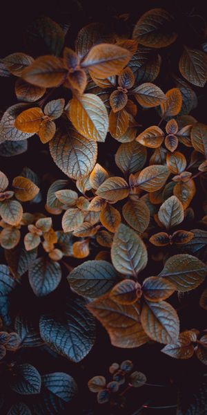 Beautiful Macro Image of Colorful Leaves Perfect for Mobile Wallpaper