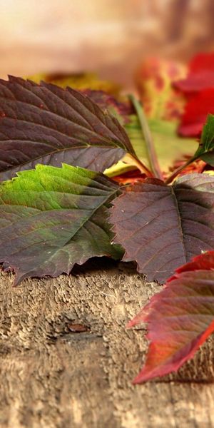 Beautiful Autumn Leaves on Rustic Wooden Planks - Mobile Wallpaper