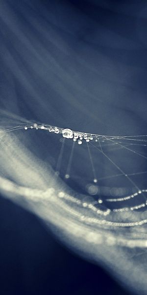 Beautiful Macro Shot of a Spider Web with Glimmering Water Drops