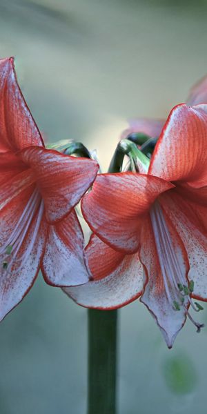 Close-up of Red Amaryllis Flowers: A Beautiful Nature Wallpaper
