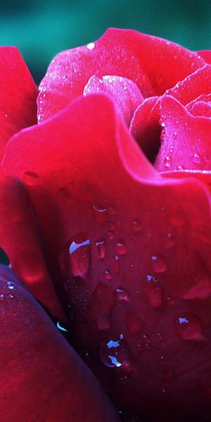 Beautiful 4K phone wallpaper featuring a red rose with water drops
