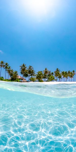 Breathtaking Beach View with Palms and Crystal Clear Water