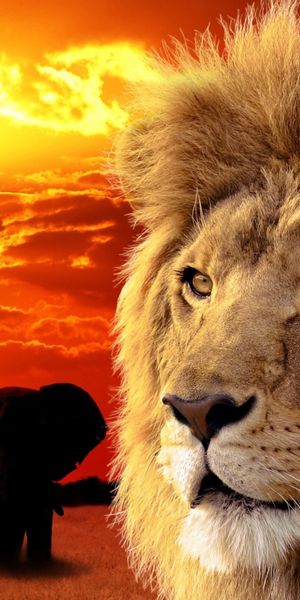Breathtaking wildlife wallpaper with a lion, elephant, and sunset hues