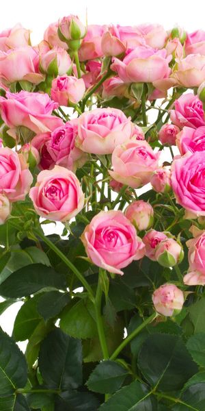 Phone wallpaper: Flowers, Flower, Rose, Earth, Pink Flower free download