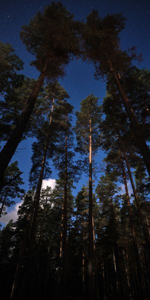 Phone wallpaper: Sky, Forest, Trees, Nature, Stars, Night free download
