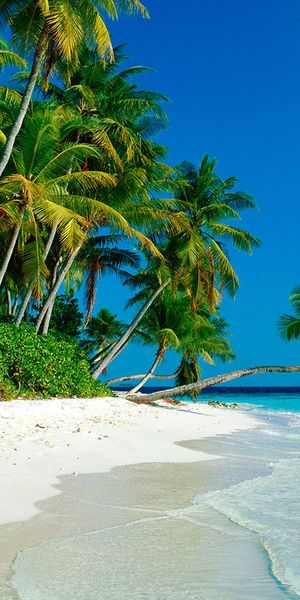 Tropical Beach Paradise Phone Wallpaper