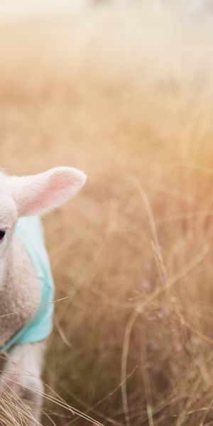 Phone wallpaper: Grass, Blur, Close Up, Animal, Sheep, Lamb, Baby Animal free download
