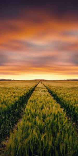 Phone wallpaper: Nature, Sunset, Summer, Wheat, Earth, Field, Cloud free download