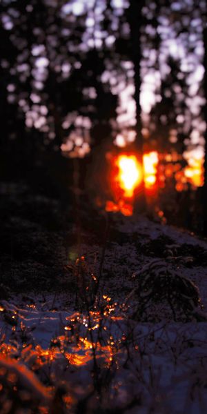 Phone wallpaper: Light, Forest, Blur, Earth, Shadow, Bokeh free download