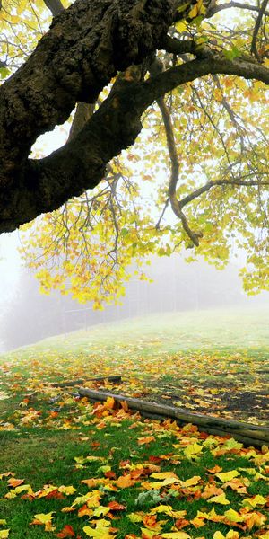 Majestic Autumn Tree in a Foggy Park Setting