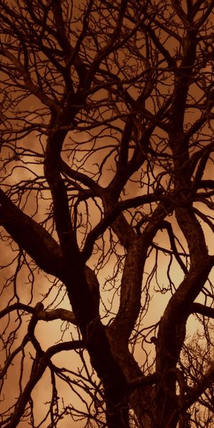 Beautiful silhouette of tree branches at sunset - Perfect iPhone background in 4K