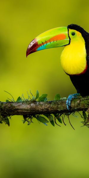 Colorful toucan on a branch - perfect mobile wallpaper for nature lovers