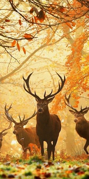 Serene Autumn Scene with Majestic Deer - Perfect Mobile Wallpaper