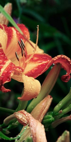 Phone wallpaper: Lily, Flowers, Flower, Earth free download