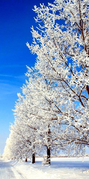 Breathtaking 4K Phone Wallpaper of Snow-Covered Trees and a Winter Road