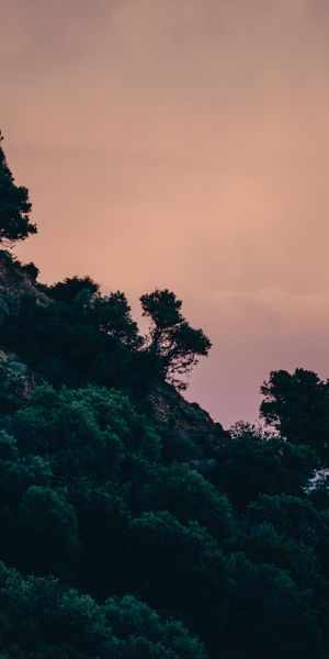 Enchanting Trees on a Slope Against a Stunning Sky