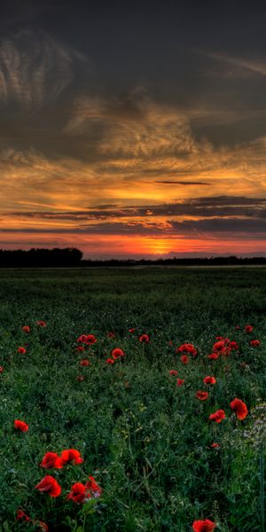 Beautiful Sunset Over a Poppy Field