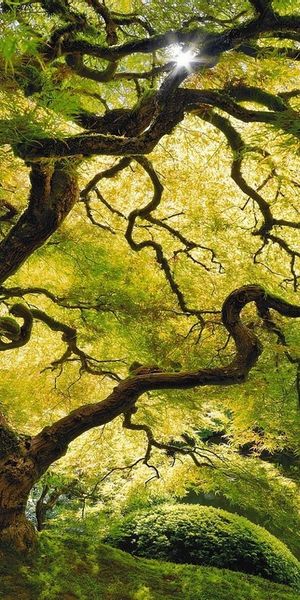 Phone wallpaper: Inner Peace, Trees, Tree, Earth free download