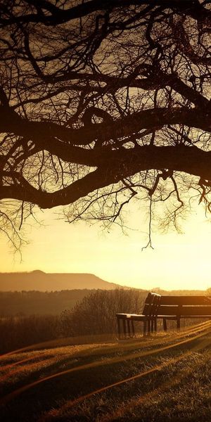 Tranquil sunset scene featuring a tree and bench, perfect for iPhone backgrounds