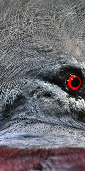 Phone wallpaper: Birds, Bird, Beak, Blur, Animal, Pigeon, Red Eyes free download